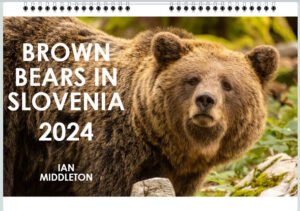 Brown Bears in the forests of Slovenia - A3 double page calendar