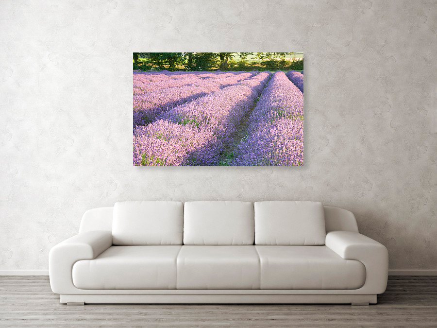Fine art photo print example of lavender fields