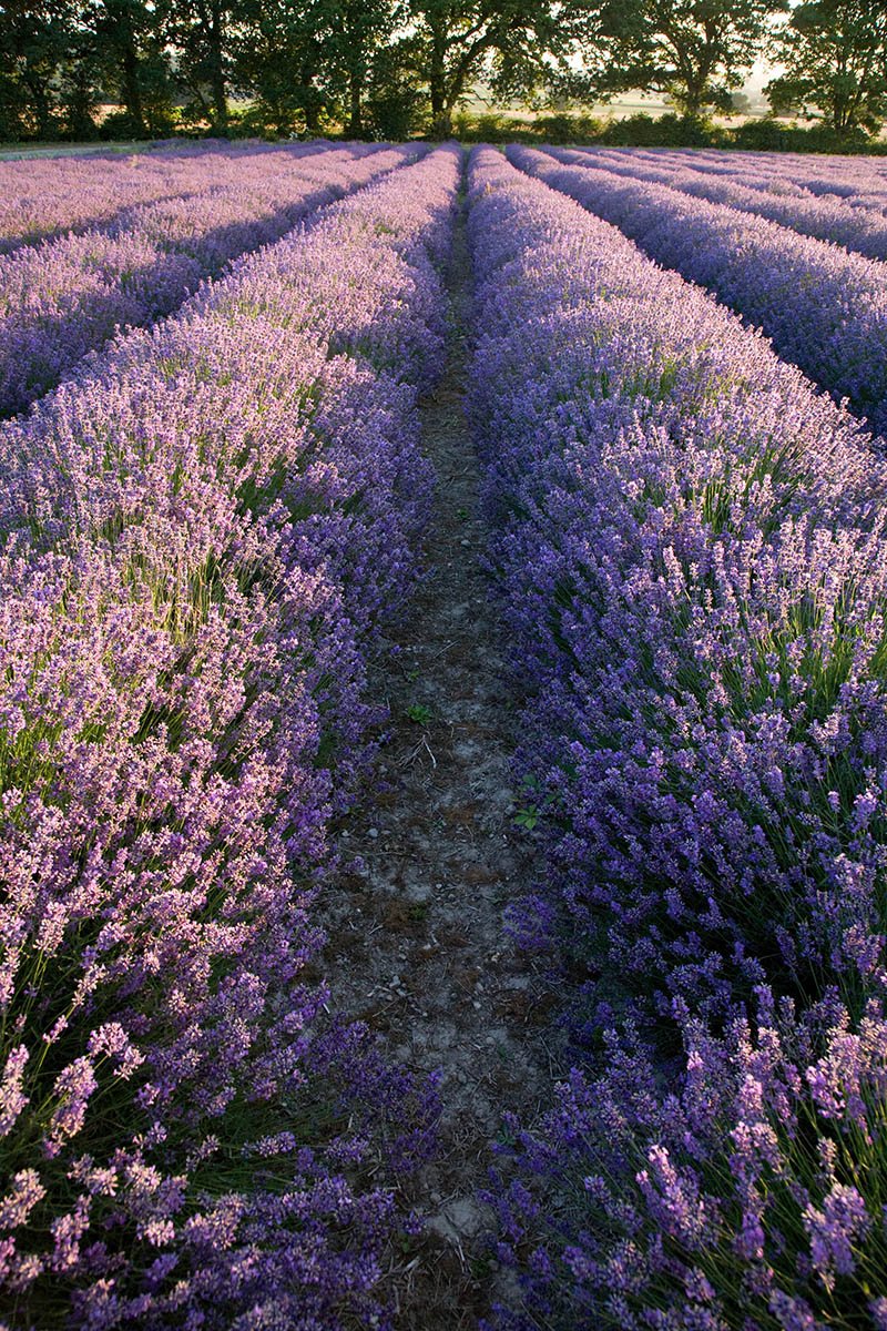 Lavender fields at Hartley Park Farm, Alton, Hampshire, England