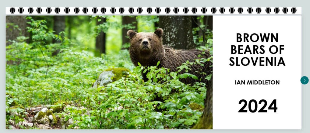 Brown Bears in the forests of Slovenia - Personalised Desk Calendar - cover
