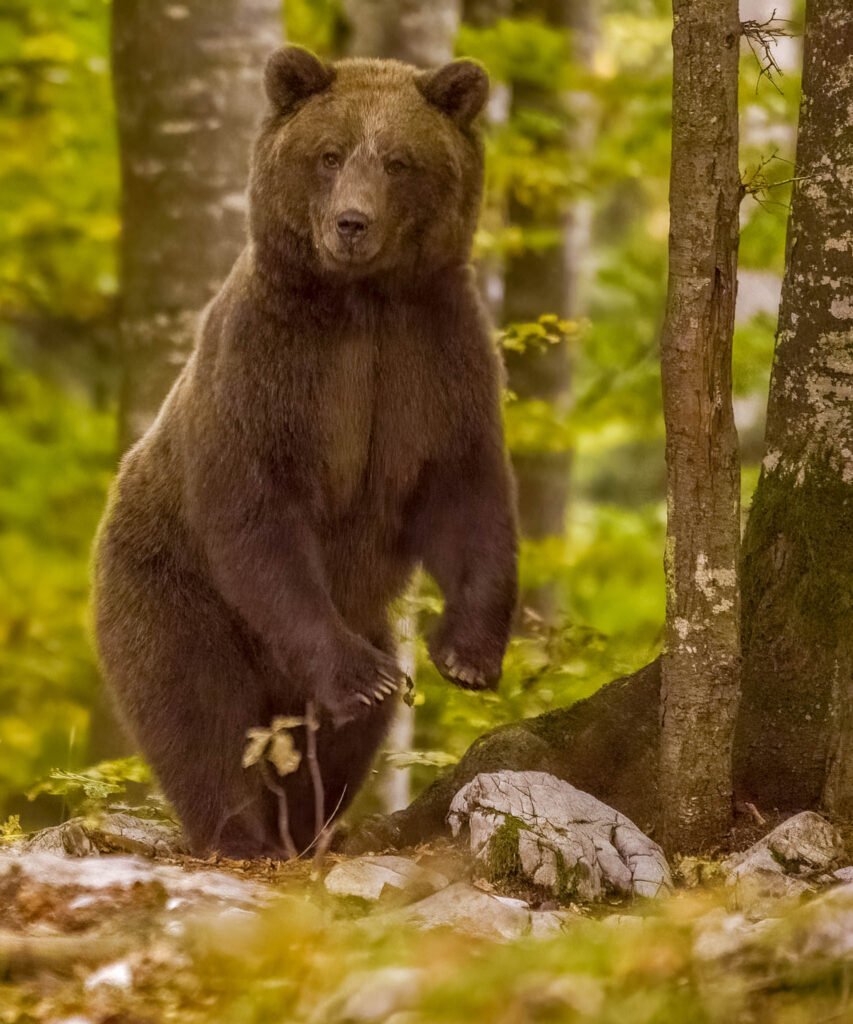 Brown bear - mother of two cubs in the forest in Slovenia, standing upright after being alerted to danger.