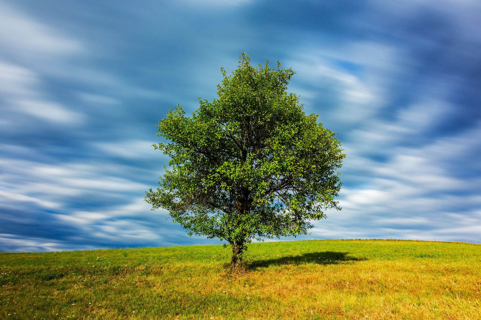 Long exposure of a tree in summer on a hill in Prezganje in the hills to the east of Ljubljana, Slovenia