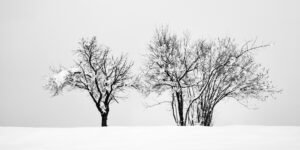 Trees on a snow covered hill in Prezganje in the hills to the east of Ljubljana, Slovenia.